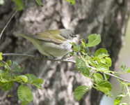 Tennessee Warbler 2404